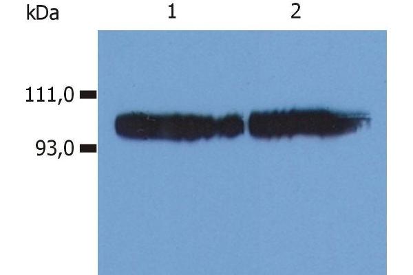 Integrin beta 2 antibody  (FITC)