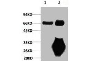 1) Input: Mouse Brain Tissue Lysate 2) IP product: IP dilute 1:200 (Lamin B1 antibody)