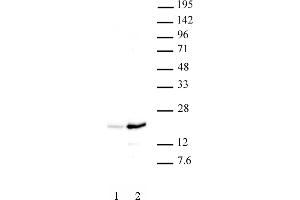 Histone H3 acetyl Lys37 antibody (pAb) tested by Western blot. (Histone 3 antibody  (acLys37))