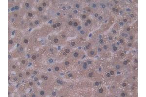 IHC-P analysis of Mouse Liver Tissue, with DAB staining. (IL-22 antibody  (AA 34-179))