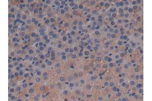 IHC-P analysis of Rat Adrenal gland Tissue, with DAB staining. (APOC1 antibody  (AA 34-88))