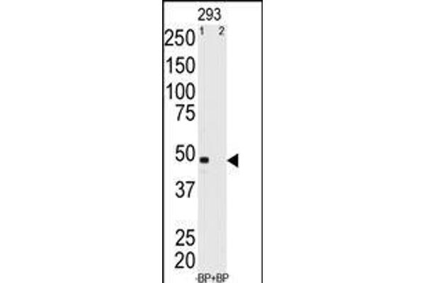 MAGEA11 Antikörper  (N-Term)