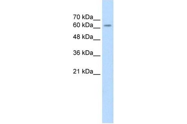 SARDH antibody  (Middle Region)