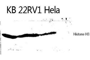 Western Blotting (WB) image for anti-Histone 3 (H3) (Lys372) antibody (ABIN3185030) (Histone 3 antibody  (Lys372))