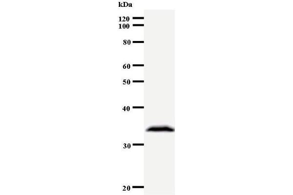 ARNTL2 antibody