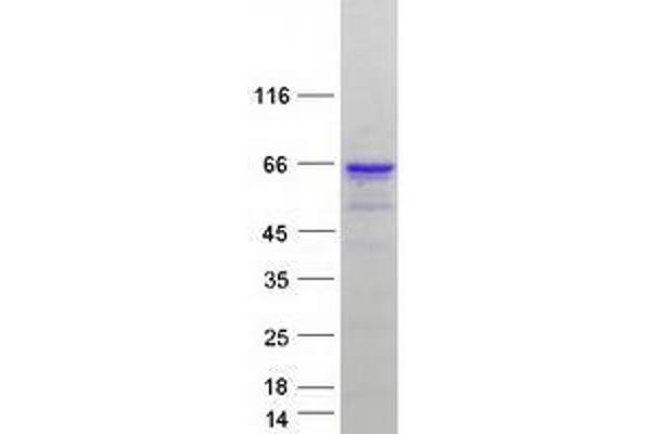 ZNF207 Protein (Transcript Variant 3) (Myc-DYKDDDDK Tag)