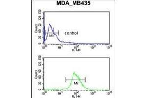 NRP1 Antibody (C-term) (ABIN653013 and ABIN2842638) flow cytometric analysis of MDA-M cells (bottom histogram) compared to a negative control cell (top histogram). (Neuropilin 1 antibody  (C-Term))