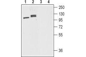 Western blot analysis of mouse (lanes 1 and 3) and rat (lanes 2 and 4) brain lysates: - 1,2. (Dopamine Receptor d1 antibody  (C-Term, Intracellular))