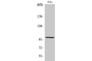Western Blotting (WB) image for anti-Heat Shock 105kDa/110kDa Protein 1 (HSPH1) (C-Term) antibody (ABIN3185103) (HSPH1 antibody  (C-Term))