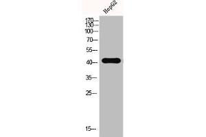 Western Blot analysis of HEPG2-UV cells using EMMPRIN Polyclonal Antibody (CD147 antibody  (C-Term))