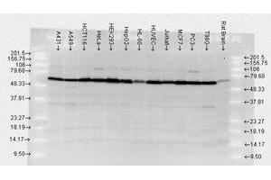 Western Blotting (WB) image for anti-Heat Shock 70kDa Protein 1A (HSPA1A) antibody (ABIN6657343)