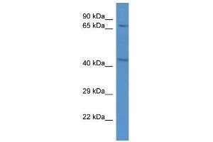 Western Blot showing Rad21 antibody used at a concentration of 1. (RAD21 antibody  (C-Term))