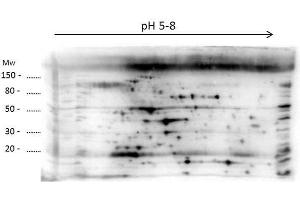 2D Western Blot of anti-E. (LMW HCP antibody)