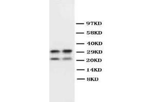 Anti-Myelin Basic Protein antibody, Western blotting WB: Mouse Brain Tissue Lysate (MBP antibody  (C-Term))