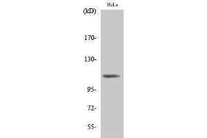 Western Blotting (WB) image for anti-Integrin beta 3 (ITGB3) (pTyr785) antibody (ABIN3182412) (Integrin beta 3 antibody  (pTyr785))