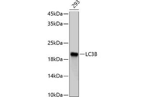 Western blot analysis of extracts of 293 cells, using LC3B antibody (ABIN6129924 and ABIN6143474). (LC3B antibody)