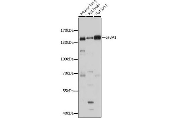 SF3A1 anticorps  (AA 443-793)