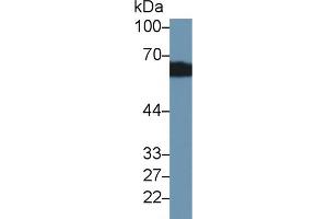 Western Blot; Sample: Rat Kidney lysate; Primary Ab: 2µg/ml Rabbit Anti-Rat CBG Antibody Second Ab: 0. (SERPINA6 antibody  (AA 106-255))