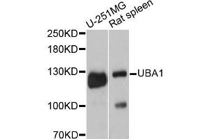 Western blot analysis of extracts of various cell lines, using UBA1 antibody (ABIN5999128) at 1:3000 dilution. (UBA1 antibody)