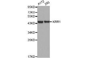 Western blot analysis of extracts of various cell lines, using KRR1 antibody. (KRR1 antibody  (AA 1-381))