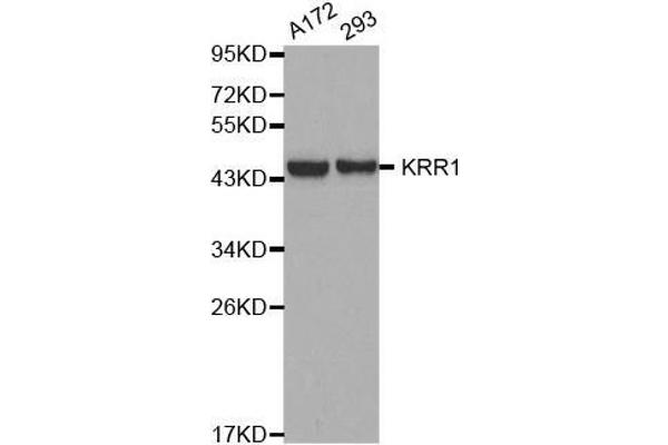 KRR1 Antikörper  (AA 1-381)