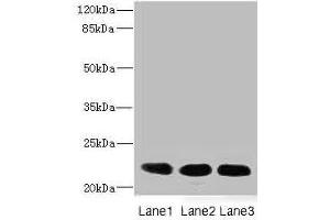 CRIP2 antibody  (AA 1-208)