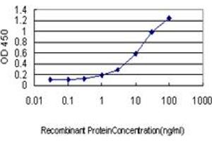 Image no. 2 for anti-CSE1 Chromosome Segregation 1-Like (CSE1L) (AA 872-972) antibody (ABIN465991) (Exportin 2 antibody  (AA 872-972))