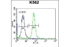 Flow cytometric analysis of K562 cells (right histogram) compared to a negative control cell (left histogram). (RAB3D antibody  (C-Term))