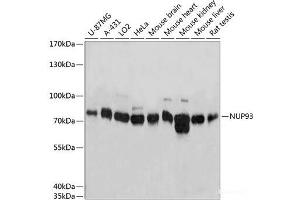 Western blot analysis of extracts of various cell lines using NUP93 Polyclonal Antibody at dilution of 1:3000. (NUP93 antibody)
