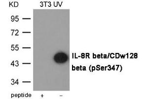 Western blot analysis of extracts from 3T3 cells treated with UV using IL-8R beta/CDw128 beta (Phospho-Ser347) Antibody. (CXCR2 antibody  (pSer347))