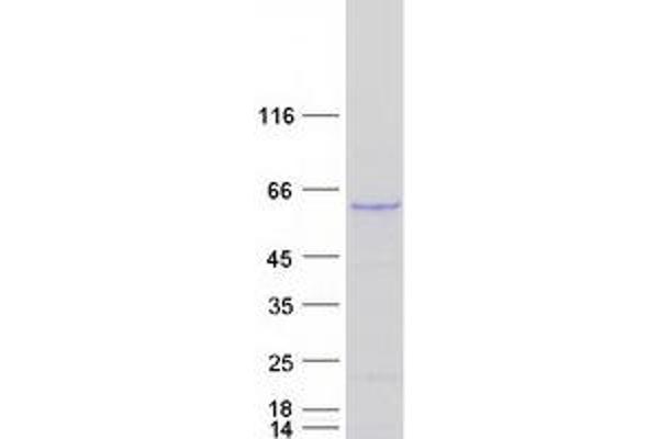 KPNA4 Protein (Myc-DYKDDDDK Tag)