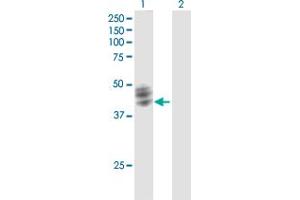 Western Blot analysis of FUT1 expression in transfected 293T cell line by FUT1 MaxPab polyclonal antibody. (FUT1 antibody  (AA 1-365))