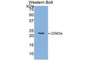 Western Blotting (WB) image for anti-Ferritin, Light Polypeptide (FTL) (AA 1-175) antibody (ABIN1078028) (FTL antibody  (AA 1-175))