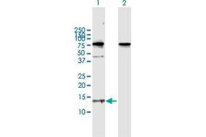 Western Blot analysis of CCL21 expression in transfected 293T cell line by CCL21 MaxPab polyclonal antibody. (CCL21 antibody  (AA 1-134))