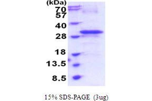 RTP4 Protein (AA 1-224) (His tag)