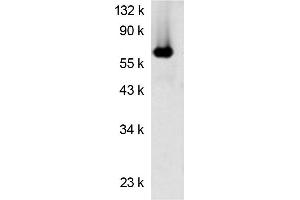 Western blot analysis using Luciferase antibody  Protein (Luciferase antibody)