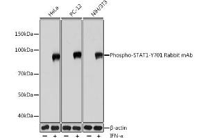 Western blot analysis of extracts of various cell lines, using Phospho-ST-Y701 Rabbit mAb (ABIN7270301) at 1:1000 dilution. (STAT1 antibody  (pTyr701))