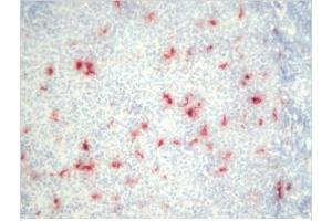 Figure 1. (Macrophages antibody)