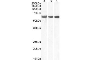 Western Blotting (WB) image for anti-E74-Like Factor 1 (Ets Domain Transcription Factor) (ELF1) (C-Term) antibody (ABIN184790)