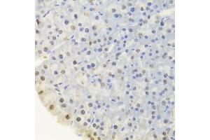 Immunohistochemistry of paraffin-embedded mouse pancreas using DOK1 Antibody (ABIN5973324) at dilution of 1/100 (40x lens). (DOK1 antibody)