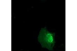 Anti-NSMCE2 mouse monoclonal antibody (ABIN2453383) immunofluorescent staining of COS7 cells transiently transfected by pCMV6-ENTRY NSMCE2 (RC207639). (NSMCE2 antibody)