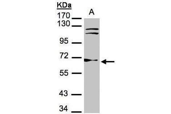 TXNRD1 antibody