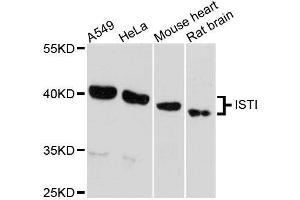 Western blot analysis of extracts of various cell lines, using IST1 antibody. (IST1 antibody  (AA 1-335))