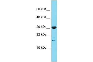Host: Rabbit Target Name: C16orf87 Sample Type: OVCAR-3 Whole Cell lysates Antibody Dilution: 1. (C16ORF87 antibody  (N-Term))