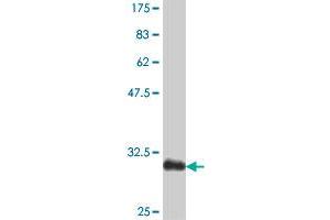 Western Blot detection against Immunogen (31. (Osteocalcin antibody  (AA 52-100))