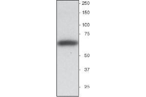 Western blot showing a single Synaptotagmin bond running at about 65 kDa (SYT1 antibody)