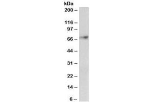 Western blot testing of human cerebellum lysate with SYVN1 antibody at 2ug/ml. (SYVN1 antibody)
