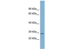 Image no. 1 for anti-Growth Hormone 2 (GH2) (AA 143-192) antibody (ABIN6743115) (Growth Hormone 2 antibody  (AA 143-192))