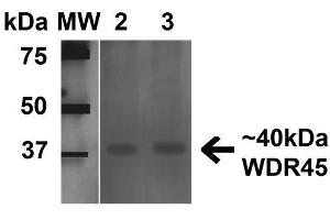 Western blot analysis of Human 293Trap cell lysates showing detection of 40 kDa WDR45 protein using Rabbit Anti-WDR45 Polyclonal Antibody . (WDR45 antibody  (AA 312-322) (Atto 594))