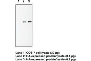 Image no. 1 for anti-HA-Tag antibody (ABIN294522) (HA-Tag antibody)